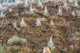 Small trees covered white from roarfrost on a sunny day in winter, Bavaria, Germany