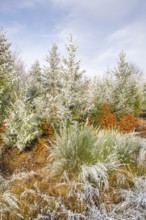 Mixed forest with norway spruce (Picea abies), European beech (Fagus sylvatica) and Common broom