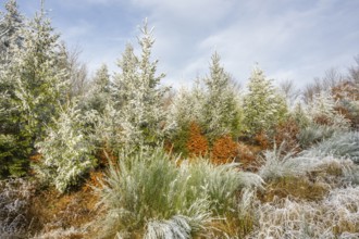 Mixed forest with norway spruce (Picea abies), European beech (Fagus sylvatica) and Common broom