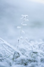 Ice crystals from roarfrost on plant in winter, Bavaria, Germany