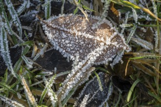 Ice crystals from roarfrost on a goat willow (Salix caprea) leaf lying on the ground in winter,