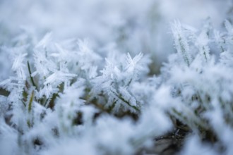 Ice crystals from roarfrost on grass blades in winter, Bavaria, Germany
