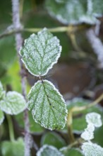 Ice crystals from roarfrost on blackberry (Rubus allegheniensis) leafes in winter, Bavaria, Germany