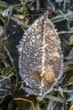 Ice crystals from roarfrost on a goat willow (Salix caprea) leaf lying on the ground in winter,
