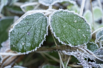 Ice crystals from roarfrost on blackberry (Rubus allegheniensis) leafes in winter, Bavaria, Germany