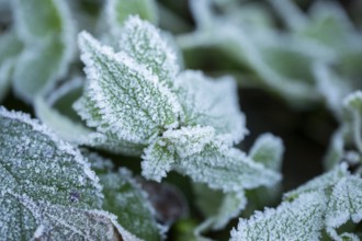 Ice crystals from roarfrost on stinging nettle (Urtica dioica) leafes in winter, Bavaria, Germany