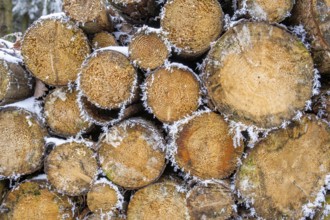 Ice crystals from roarfrost on cutten tree trunks at sunshine in winter, Bavaria, Germany