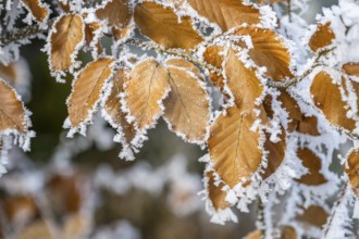 Ice crystals from roarfrost on a common beech (Fagus sylvatica) leaf at sunshine in winter,
