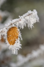 Ice crystals from roarfrost on a common beech (Fagus sylvatica) leaf at sunshine in winter,