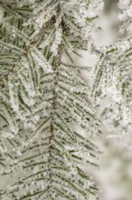 Ice crystals from roarfrost on European silver fir (Abies alba) needles at sunshine in winter,