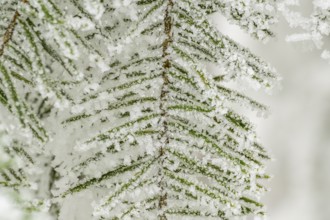 Ice crystals from roarfrost on European silver fir (Abies alba) needles at sunshine in winter,