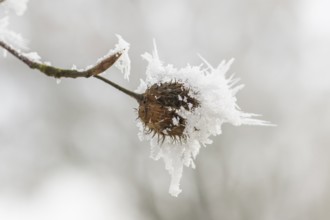 Ice crystals from roarfrost on a common beech (Fagus sylvatica) seed at sunshine in winter,