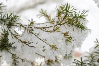 Ice crystals from roarfrost on common yew (Taxus baccata) needles at sunshine in winter, Bavaria,