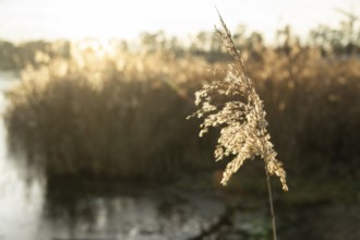 Common reed (Phragmites australis) seeds against the sunlight in winter, Bavaria, Germany