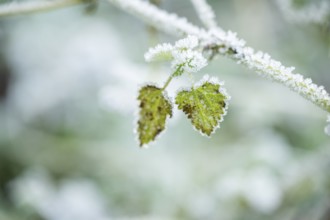Ice crystals from roarfrost on common nettle (Urtica dioica) leafes in winter, Bavaria, Germany