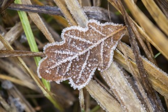 Ice crystals from roarfrost on a pedunculate oak (Quercus robur) leaf lying on the ground in
