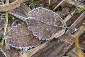 Ice crystals from roarfrost on a goat willow (Salix caprea) leaf lying on the ground in winter,