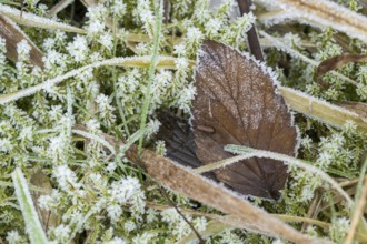 Ice crystals from roarfrost on moss leafes and grass on the ground in winter, Bavaria, Germany