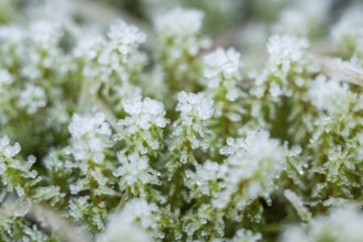 Ice crystals from roarfrost on moss on the ground in winter, Bavaria, Germany