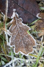 Ice crystals from roarfrost on a pedunculate oak (Quercus robur) leaf lying on the ground in