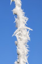 Roarfrost on a branch at sunshine against the blue sky in winter, Bavaria, Germany