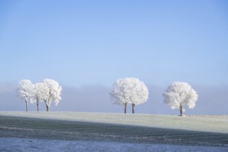 Silver lime trees (Tilia tomentosa) with hoarfrost on the branches standing on a meadow on a sunny