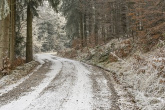 Forest road going through a mixed forest white from roarfrost on a sunny day in winter, Bavaria,