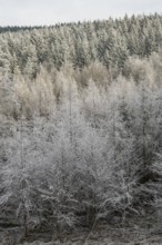 Mixed forest with norway spruce (Picea abies) and European beech (Fagus sylvatica) white from