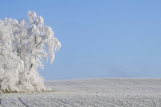 Trees with hoarfrost on the branches standing on a meadow on a sunny day with blue sky in the