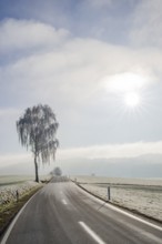 Silver birch (Betula pendula) standing beside a road with hoarfrost on the branches at sunshine in