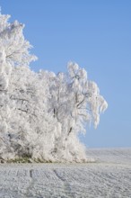 Trees with hoarfrost on the branches standing on a meadow on a sunny day with blue sky in the