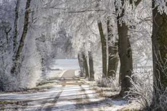 A street going through trees with hoarfrost on the branches at sunshine in winter, Bavaria, Germany