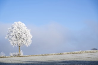 Silver lime tree (Tilia tomentosa) with hoarfrost on the branches standing on a meadow on a sunny