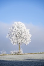 Silver lime tree (Tilia tomentosa) with hoarfrost on the branches standing on a meadow on a sunny