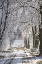 A street going through trees with hoarfrost on the branches at sunshine in winter, Bavaria, Germany