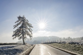 European larch (Larix decidua) standing beside a road with hoarfrost on the branches at sunshine in