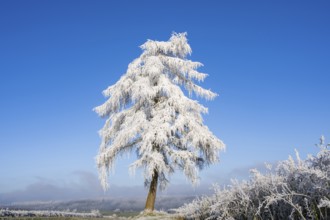 European larch (Larix decidua) with hoarfrost on the branches standing on a meadow on a sunny day