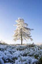 European larch (Larix decidua) with hoarfrost on the branches standing on a meadow on a sunny day