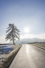 European larch (Larix decidua) standing beside a road with hoarfrost on the branches at sunshine in