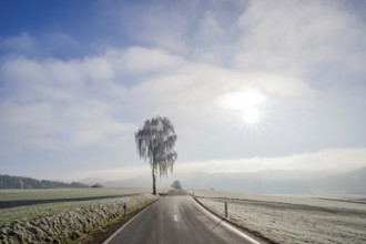 Silver birch (Betula pendula) standing beside a road with hoarfrost on the branches at sunshine in