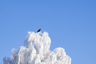 Carrion crow (Corvus corone) sitting on a Silver birch (Betula pendula) standing on a meadow with