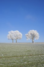 Silver lime trees (Tilia tomentosa) with hoarfrost on the branches standing on a meadow on a sunny