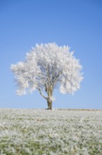Silver lime tree (Tilia tomentosa) with hoarfrost on the branches standing on a meadow on a sunny