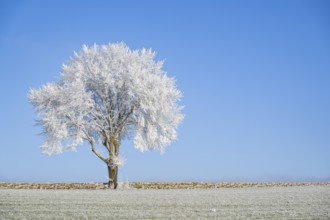Silver lime tree (Tilia tomentosa) with hoarfrost on the branches standing on a meadow on a sunny