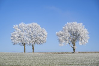 Silver lime trees (Tilia tomentosa) with hoarfrost on the branches standing on a meadow on a sunny