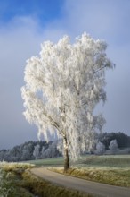 Silver birch (Betula pendula) standing beside a road with hoarfrost on the branches at sunshine in