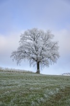 English oak (Quercus robur) tree with hoarfrost on the branches on a meadow in winter, Bavaria,