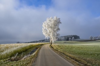 Silver birch (Betula pendula) standing beside a road with hoarfrost on the branches at sunshine in