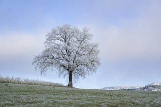 English oak (Quercus robur) tree with hoarfrost on the branches on a meadow in winter, Bavaria,