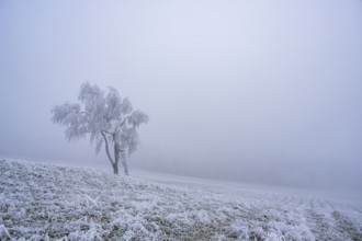 Silver birch (Betula pendula) with a raised hide in a meadow with hoarfrost on the branches in